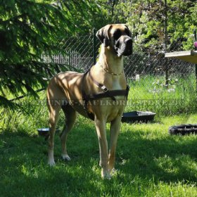 Tracking Leather Dog Harness for Pulling and Walking