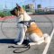 Nylon dog harness - Better control for Alita Inu