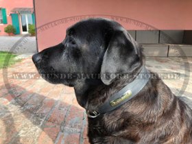 Leather Collar with Name Metal Plate for Labrador Indentification