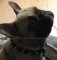 Spiked Dog Collar for French Bulldog