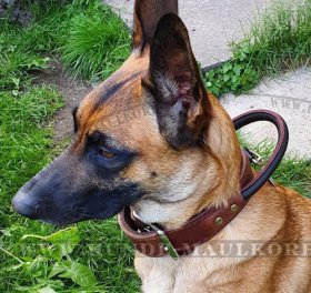 Stilvolles Lederhalsband mit Schlaufe für Malinois | Hundehalsband für Hetzarbeit