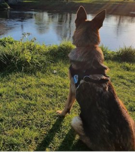 Deutscher Schäferhund Diensthund Geschirr mit Logos