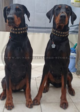 Dobermann Hundehalsband Leder mit Messing Pyramiden