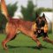 IGP Hantel für Hundesport und Hundetraining mit Malinois