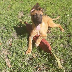 Training Dummy für Malinois aus French Linen mit 2 Griffen