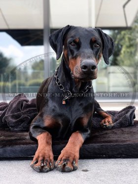 Dobermann Halskette mit großen Gliedern, geschwärzt