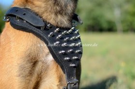 Golden Spikes Leather Harness for Cane Corso