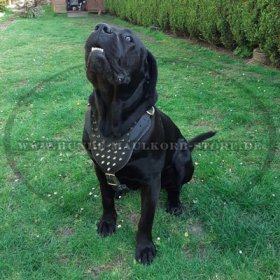 Leder Geschirr mit golden Spikes für Cane Corso