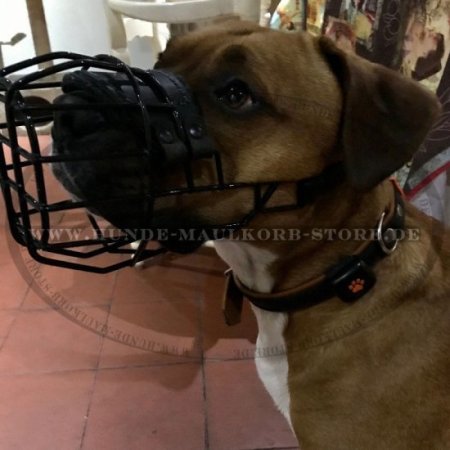 Wire Basket Muzzle for Winter for mix breed