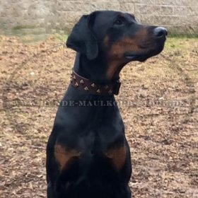 Studded Leather Dog Collar as the "Field of Diamonds"