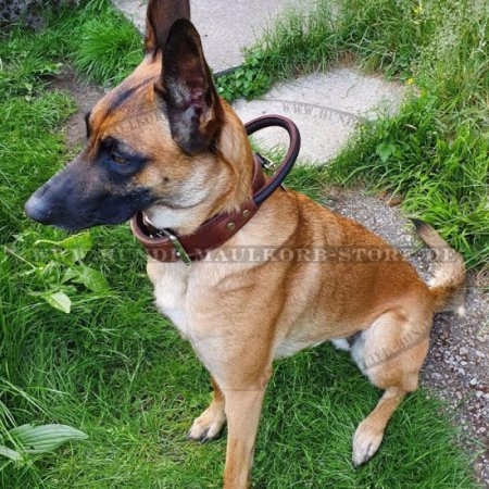 Stilvolles Lederhalsband mit Schlaufe für Malinois | Hundehalsband für Hetzarbeit