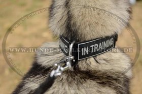 Collar made of Nylon with Patch Super Durable