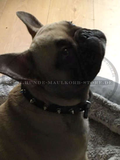 Spiked Dog Collar for French Bulldog