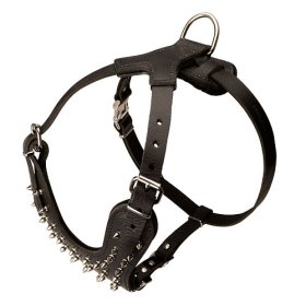 Golden Spikes Leather Harness for Cane Corso