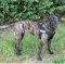 Nylon dog harness - Better control for Herder