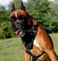 Attack and Protection Leather Dog Harness for Boxer