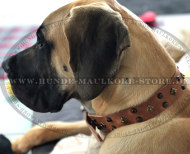 Leather Dog Collar "Bronze Wonder"