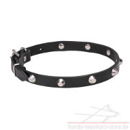 Cosmic Design Studded Stars Dog Collar!