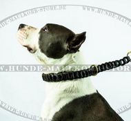 Choke Collar with Braids for Amstaff, Gorgeous Design