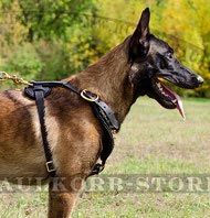 Geschirr aus Leder mit golden Nieten für Malinois