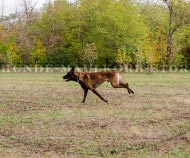 Hundehalsband mit Metallverschluss für Malinois