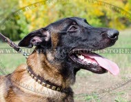 Studded Dog Collar for Shepherd with Gold Squares