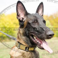 Dog Collar with Barbs and Plates for Malinois