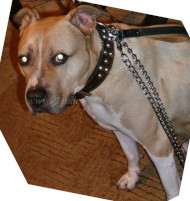 Chain Leash for Amstaff, Lead with Padded Leather Handle