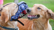 Painted Labrador Leather Dog Muzzle, American Flag