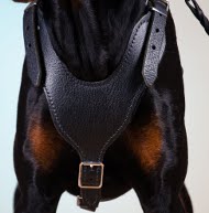 Leather Harness for Doberman | Harness K9 for Dog Sport