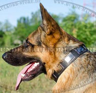 Lederhalsband mit silbrigen Platten für Deutschen Schäferhund