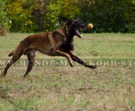 Choker for Belgian Malinois Training