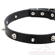 Dog Collar for Pirates Party!