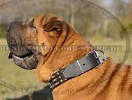 Shar-Pei Leder Halsband verziert