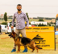 Sporthund Sprunghürde für Deutschen Schäferhund Ausbildung