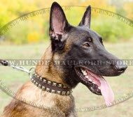 Studded Dog Collar for Shepherd with Square Studs