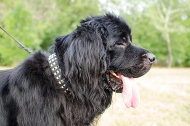 Hundehalsband mit Nieten | Lederhalsband Neufundland