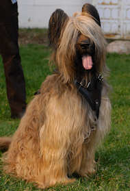 Protection or Attack Leather Dog Harness for Briard