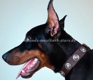 Nieten Halsband mit Konchen | Dobermann Halsband Super-Leder