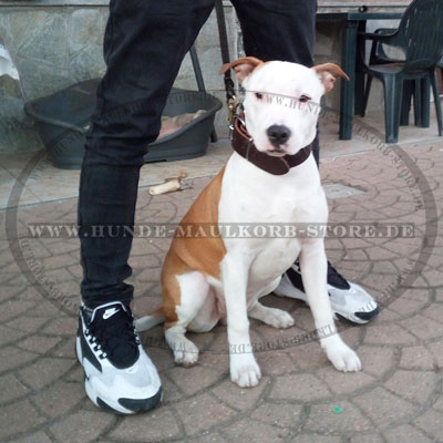 Pitbull Hundehalsband aus Leder