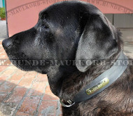 Leather Collar with Name Metal Plate for Labrador Indentification