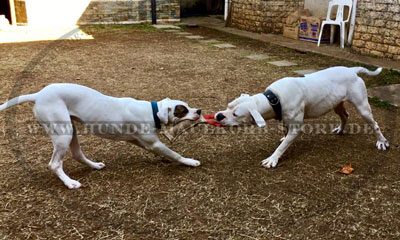 Englische Bulldogge Beisswurst kaufen