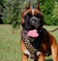 Leather Dog Harness Boxer at the best Price!