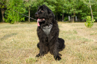 Leather harness for Newfoundland | Padded Dog Harness K9