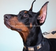 Dog Collar with Fine Plates | Leather Collar for Doberman