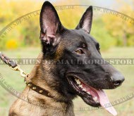 Hundehalsband mit golden Stacheln für Belgischen Malinois