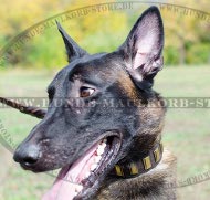 Greased Leather Collar Exclusive for Belgian Malinois