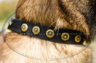 Decorative Dog Collar in Vintage Style with Circles for Malinois