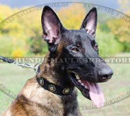 Decorative Dog Collar, Nylon with Silver Conchas for Malinois