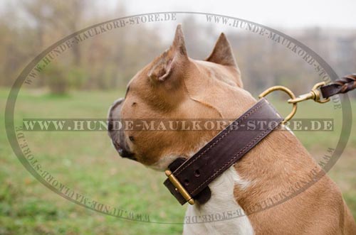 Dog Collar of Thick Leather